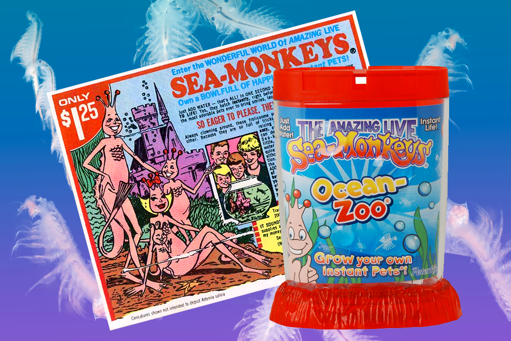seamonkeys.png
